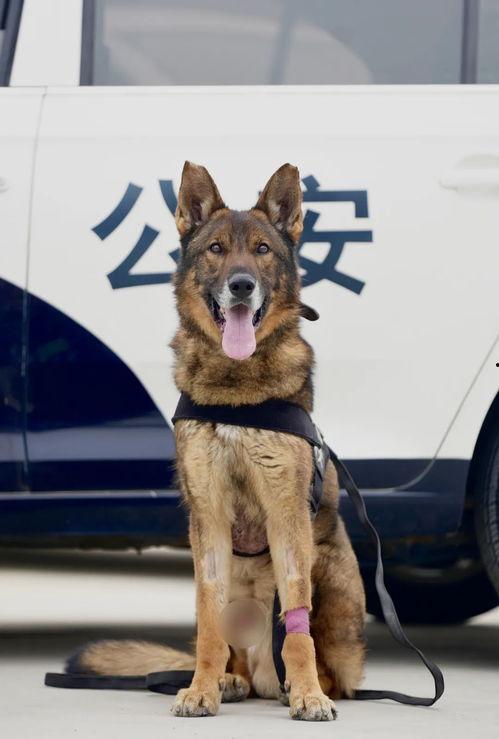 警犬来了免费在线观看,免费在线观看，揭秘警犬英勇事迹