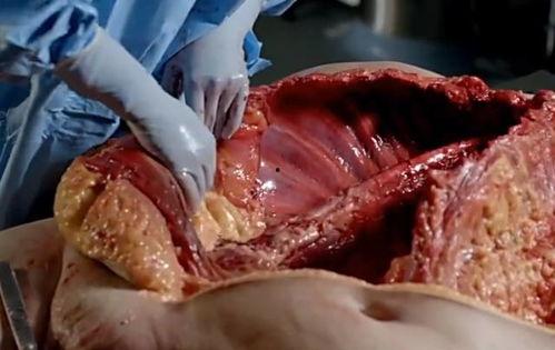解剖活女人视频在线,活体视频解析与科学解读