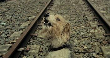 欧洲男人与狗av,一段不为人知的情感纽带