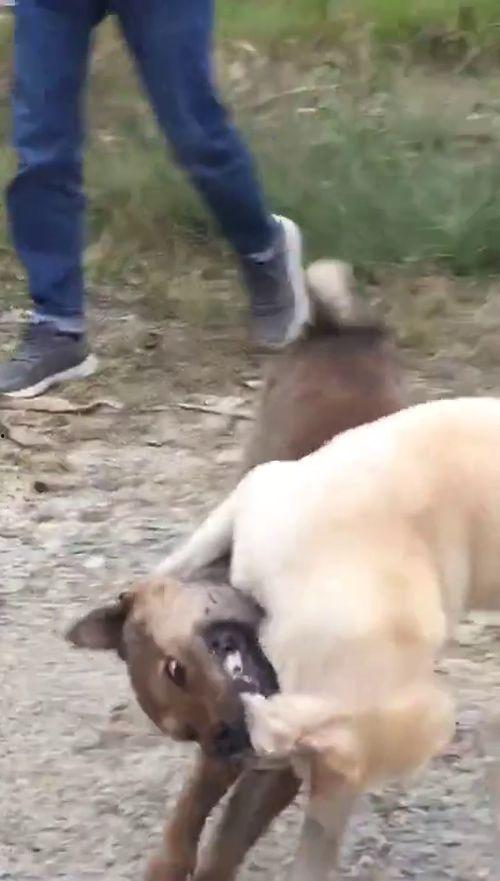 狗狗生活小视频,狗狗欢乐生活瞬间集锦