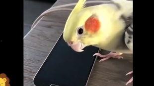 鹦鹉说话视频大全