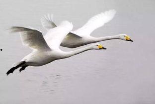 天鹅娱乐资讯吃瓜,揭秘娱乐圈最新“吃瓜”热点